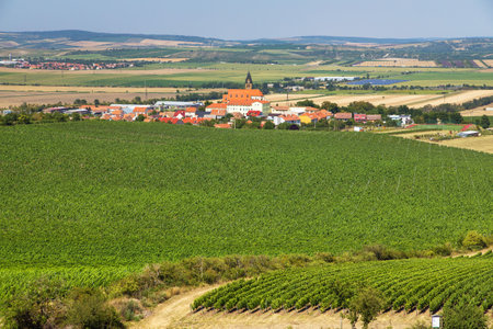 Vineyards and Zajeci village, view from Pritlucka hora, South Moravia, Czech Republicの写真素材
