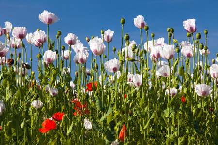 White flowering opium poppy field in Latin papaver somniferum, poppy field weeded with red poppies, white colored poppy is grown in Czech Republic for food industryの写真素材