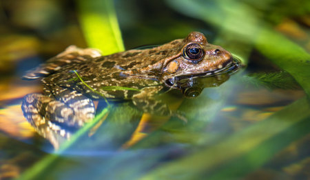 European Common brown Frog in Latin Rana temporaria grass frogの写真素材