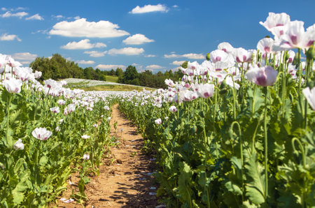 Flowering opium poppy field with pathway, in Latin papaver somniferum, white colored poppy is grown in Czech Republic for food industryの写真素材