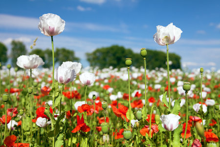 White flowering opium poppy field in Latin papaver somniferum, poppy field weeded with red poppies, white colored poppy is grown in Czech Republic for food industryの写真素材
