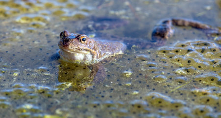 European Common brown Frog in Latin Rana temporaria with eggsの写真素材