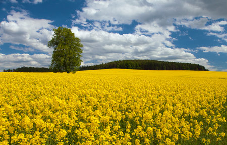 Field of rapeseed, canola or colza, in Latin Brassica Napus and lime tree, rape seed is plant for green energy and green industry, springtime golden flowering fieldの写真素材
