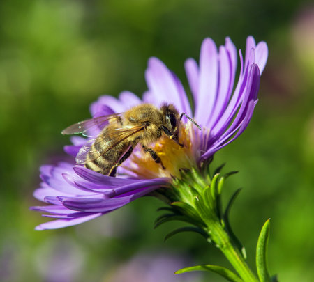 bee or honeybee in Latin Apis Mellifera, european or western honey bee sitting on the blue yellow violet or purple flowerの写真素材
