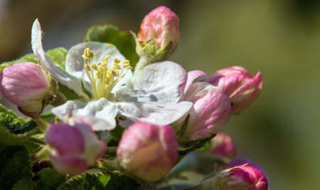 flower of apple tree in Latin Malus Domestica flowering plant springtime viewの写真素材