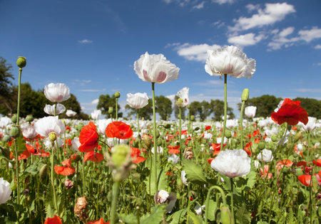 White flowering opium poppy field in Latin papaver somniferum, poppy field weeded with red poppies, white colored poppy is grown in Czech Republic for food industryの写真素材