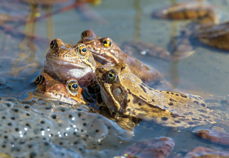 European Common brown Frogs in Latin Rana temporaria with eggsの写真素材