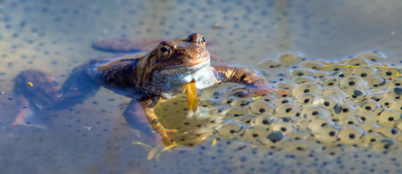 European Common brown Frog in Latin Rana temporaria with eggsの写真素材
