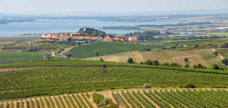 Vineyards and Zajeci village, view from Pritlucka hora, South Moravia, Czech Republicの写真素材