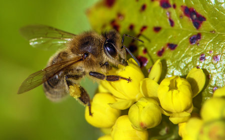 detail of bee or honeybee in Latin Apis Mellifera, European or western honey bee sitting on the yellow flowerの写真素材