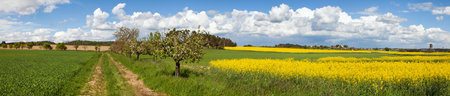 Field of rapeseed, canola or colza, in Latin brassica napus with rural road and beautiful sky, rape seed is plant for green energy and oil industry, springtime landscape sceneryの写真素材