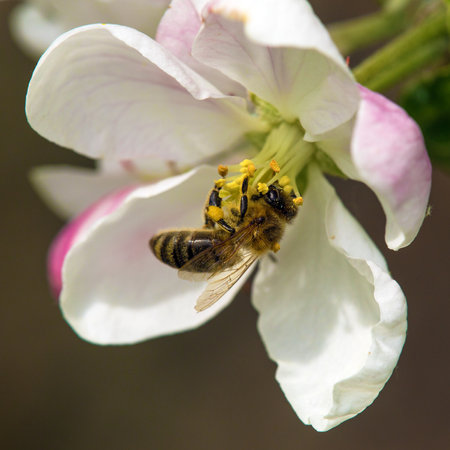 bee or honeybee in Latin Apis Mellifera, european or western honey bee sitting on apple tree flowerの写真素材
