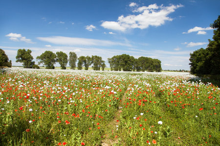White flowering opium poppy field in Latin papaver somniferum, poppy field weeded with red poppies, white colored poppy is grown in Czech Republic for food industryの写真素材