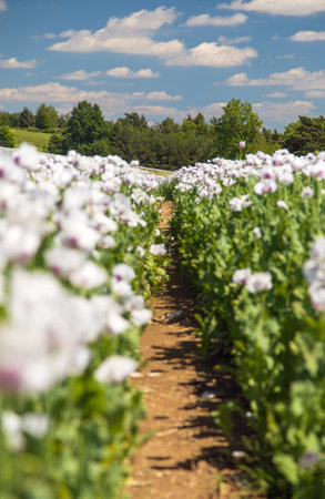 Flowering opium poppy field with pathway, in Latin papaver somniferum, white colored poppy is grown in Czech Republic for food industryの写真素材