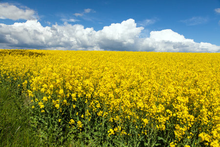 Rapeseed, canola or colza field in Latin Brassica Napus with beautiful clouds on sky, rapeseed is plant for green energy and oil industry, springtime golden flowering fieldの写真素材