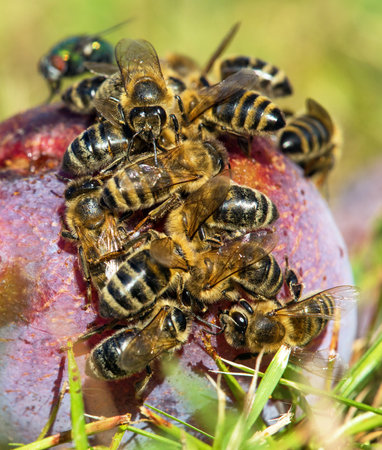 Bee or honeybee in Latin Apis Mellifera, Honey bees on plum fruitの写真素材