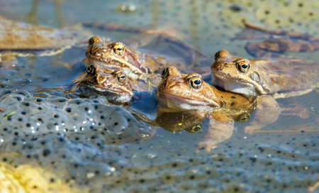 European Common brown Frogs in Latin Rana temporaria with eggsの写真素材