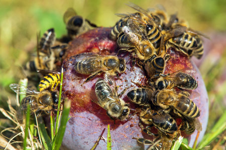 Bee or honeybee in Latin Apis Mellifera, Honey bees on plum fruitの写真素材