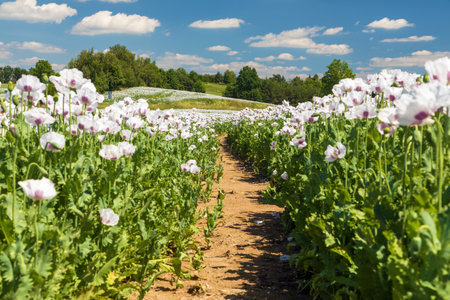 Flowering opium poppy field with pathway, in Latin papaver somniferum, white colored poppy is grown in Czech Republic for food industryの写真素材