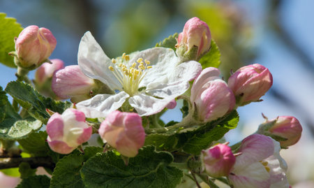 flower of apple tree in Latin Malus Domestica flowering plant springtime viewの写真素材