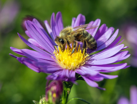 bee or honeybee in Latin Apis Mellifera, european or western honey bee sitting on the blue yellow violet or purple flowerの写真素材