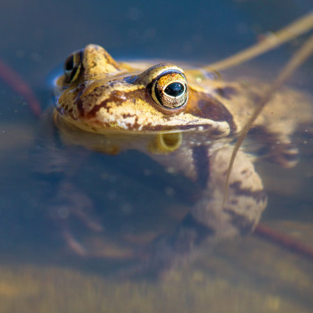 European Common brown Frog in Latin Rana temporaria grass frogの写真素材