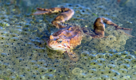 European Common brown Frog in Latin Rana temporaria with eggsの写真素材