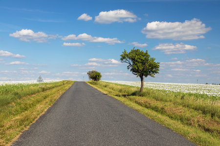Landscape with a road between fields with white poppies blooming and beautiful sky with cloudsの写真素材
