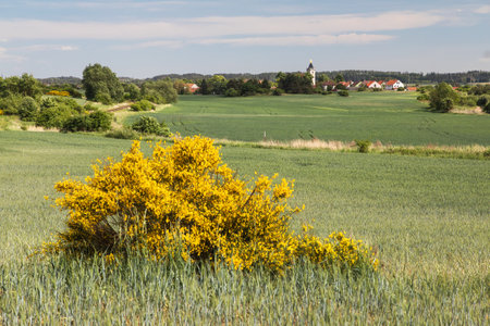 Cytisus scoparius, the common broom or Scotch broom yellow flowering in blooming time and winter wheat fieldの写真素材
