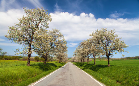 road and alley of flowering cherry trees in Latin Prunus cerasus with beautiful sky. White colored flowering cherry treeの写真素材
