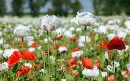 White flowering opium poppy field in Latin papaver somniferum, poppy field weeded with red poppies, white colored poppy is grown in Czech Republic for food industryの写真素材