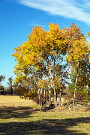 Populus tremula, called as common aspen, Eurasian aspen, European aspen, or quaking aspen, autumn landscape viewの写真素材