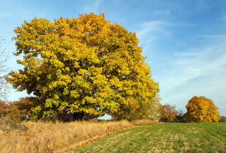 autumn colored deciduous tree, maple tree, autumnal landscape viewの写真素材