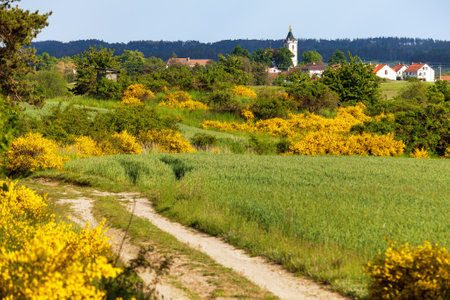 Cytisus scoparius, the common broom or Scotch broom yellow flowering in blooming time, Budisov village, dirt road and winter wheat field, Bohemian and Moravian highland, Czech republicの写真素材