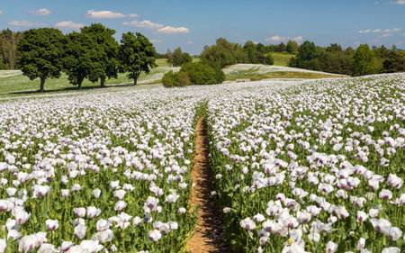 Flowering opium poppy field with pathway, in Latin papaver somniferum, white colored poppy is grown in Czech Republic for food industryの写真素材