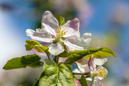 flower of apple tree in Latin Malus Domestica flowering plant springtime viewの写真素材