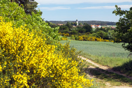 Cytisus scoparius, the common broom or Scotch broom yellow flowering in blooming timeの写真素材