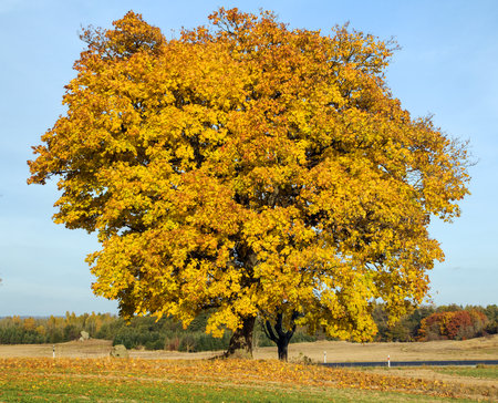 autumn colored deciduous trees, maple trees with rural road, autumnal landscape viewの写真素材