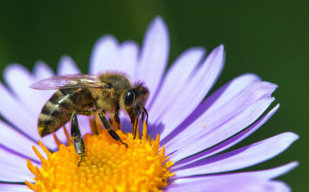 bee or honeybee in Latin Apis Mellifera, european or western honey bee sitting on the blue yellow violet or purple flowerの写真素材