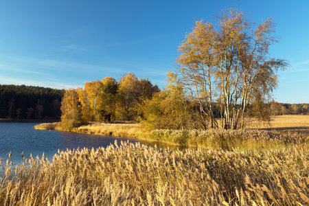 autumn view of pond with reflection of colorful autumn forest landscape, Divka pond, Hamry nad Sazavou, Bohemian and Moravian highlands, Czech Republicの写真素材