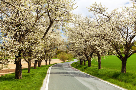 road and alley of flowering cherry trees in Latin Prunus cerasus with beautiful sky. White colored flowering cherry treeの写真素材