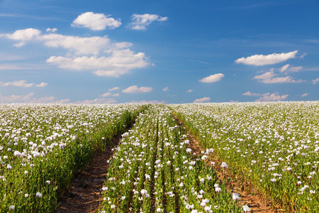 flowering opium poppy field in Latin papaver somniferum, with dirt road, panoramic view, white colored poppy is grown in Czech Republic for food industryの写真素材