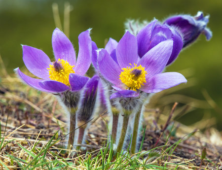 Pasqueflower. Beautiful blue flower of greater pasque flower or pasqueflower on the meadow, in Latin pulsatilla grandisの写真素材