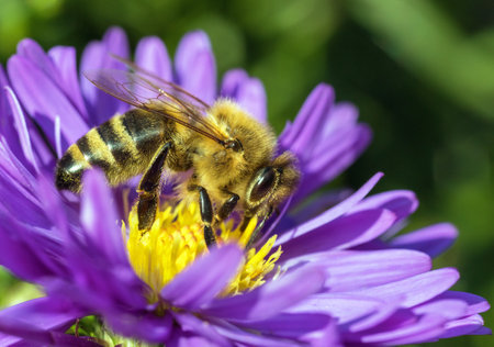 bee or honeybee in Latin Apis Mellifera, european or western honey bee sitting on the blue yellow violet or purple flowerの写真素材