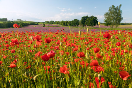 field of red poppies or Common poppy, corn poppy, corn rose, field poppy, flanders poppy, in Latin Papaver Rhoaesの写真素材
