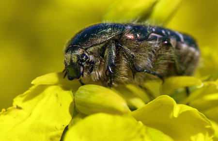 Green Rose Chafer, in Latin Cetonia Aurata, on yellow rapeseed flower