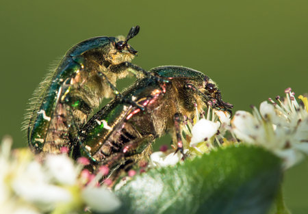 Mating Green Rose Chafers, in Latin Cetonia Aurata, on white and red flower