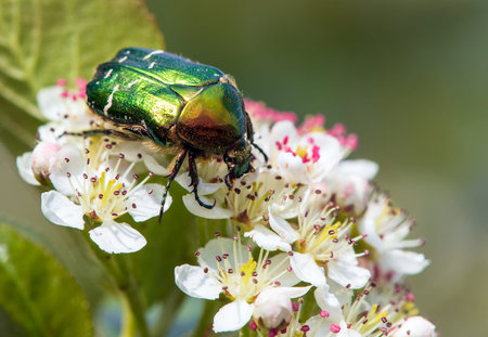 Green Rose Chafer, in Latin Cetonia Aurata, on white and red flower