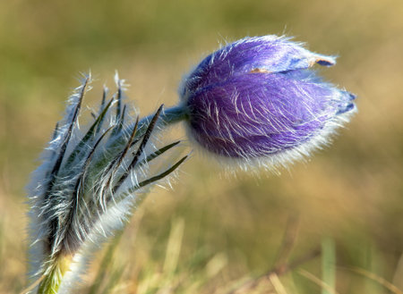 Pasqueflower, Beautiful blue flower of greater pasque flower or pasqueflower on the meadow, in Latin...