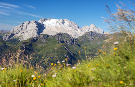 View of mount Marmolada peak with flowers, the highest mount of Dolomites mountains, Italyの写真素材